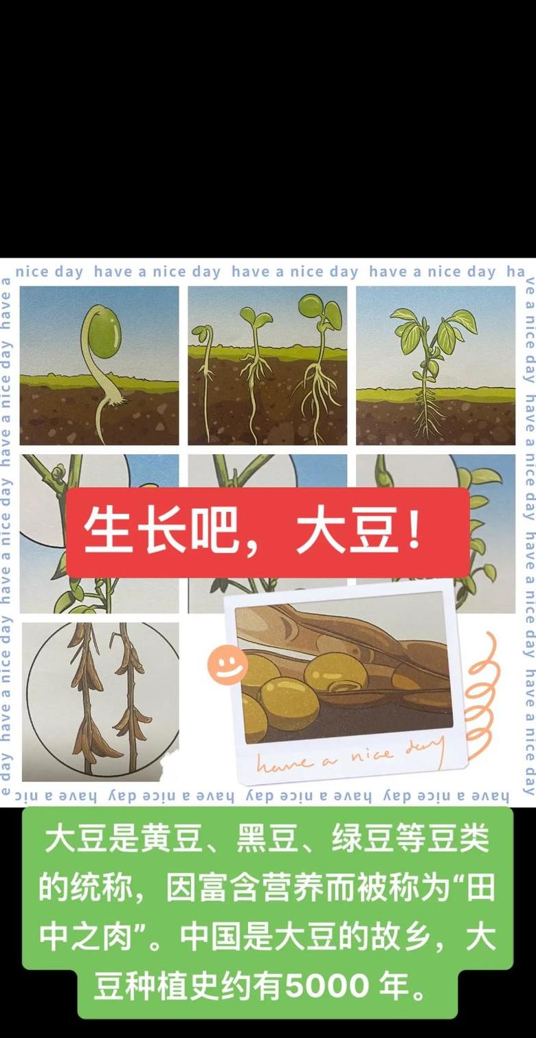 江苏大豆种植最佳时间解析