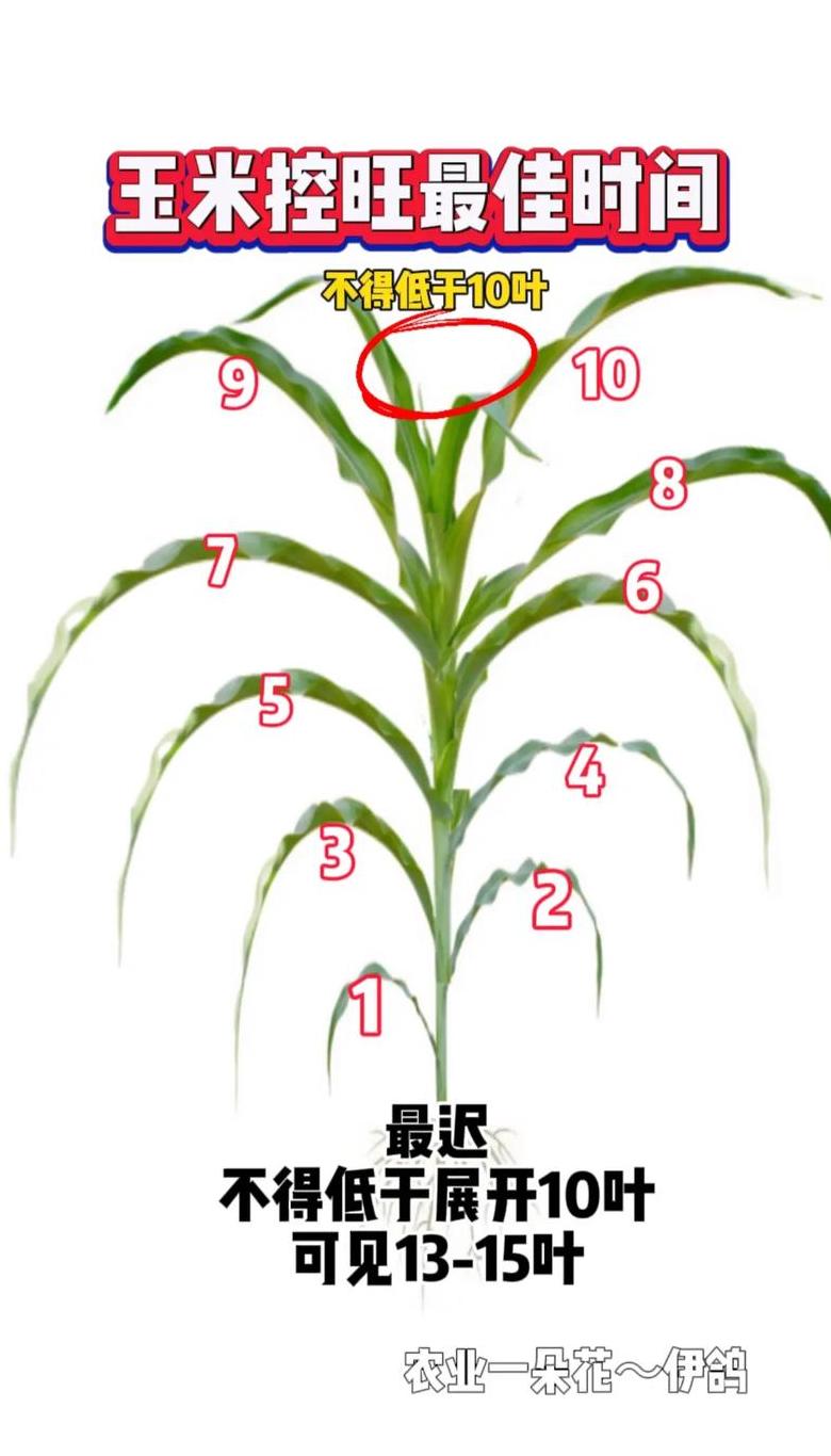 玉米种植最佳时间解析及不同地区播种技巧