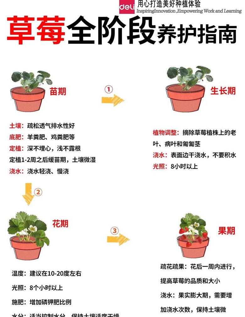 盆栽桔子树科学施肥指南