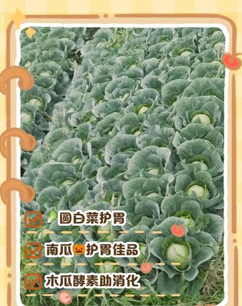 养胃蔬菜大盘点：24种最营养的蔬菜推荐