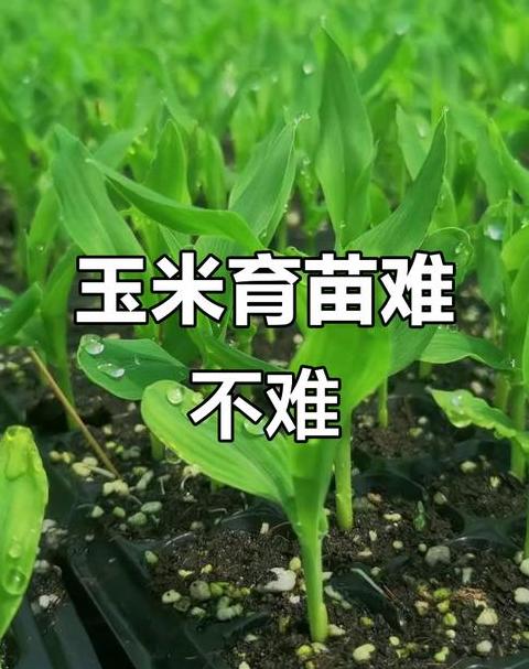 玉米育苗方法有几种