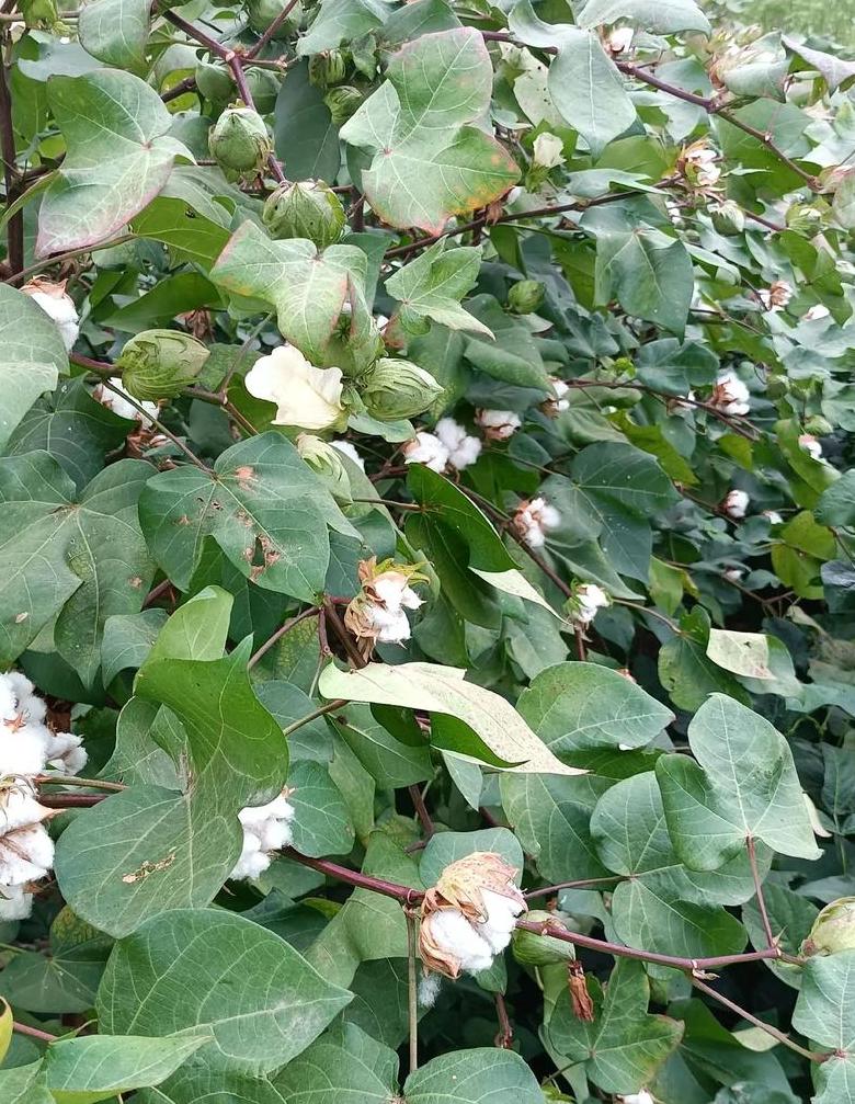 华北棉花种植最佳时期揭秘