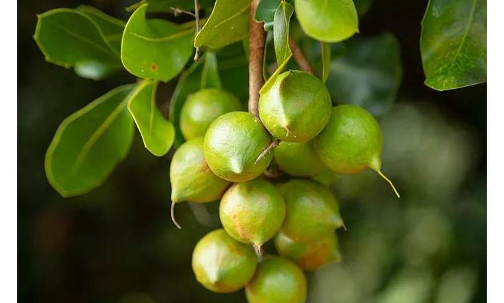 澳大利亚特产盘点：坚果、葡萄酒、羊毛与特色水果