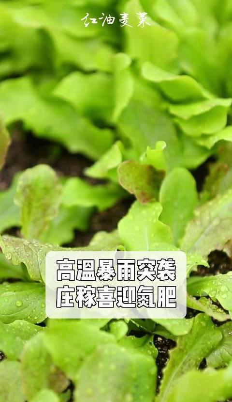 施肥后下雨，多久有效？