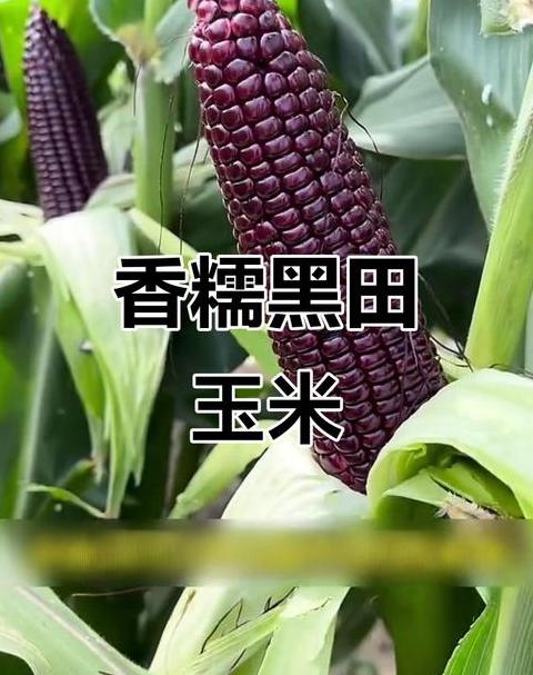 粘玉米种植全攻略：生长期与种植技巧详解