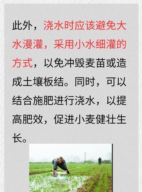 小麦储存水分标准与26%水分含量解析