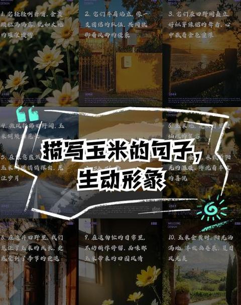 秋季玉米丰收美景句子汇编