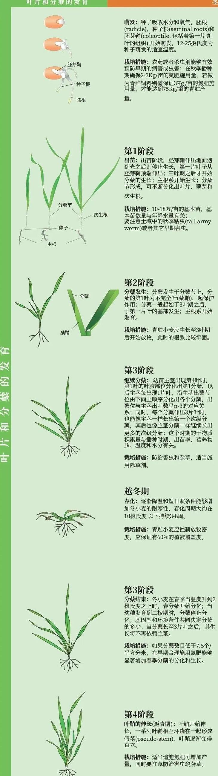 小麦播种量计算与优化指南