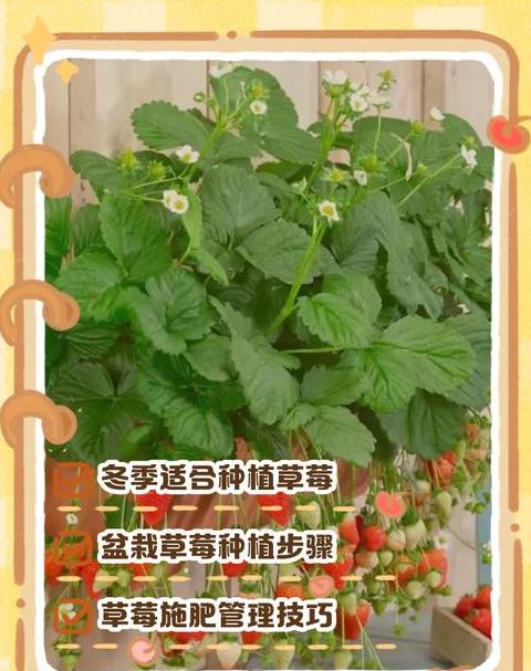 盆栽草莓施肥时间及方法指南