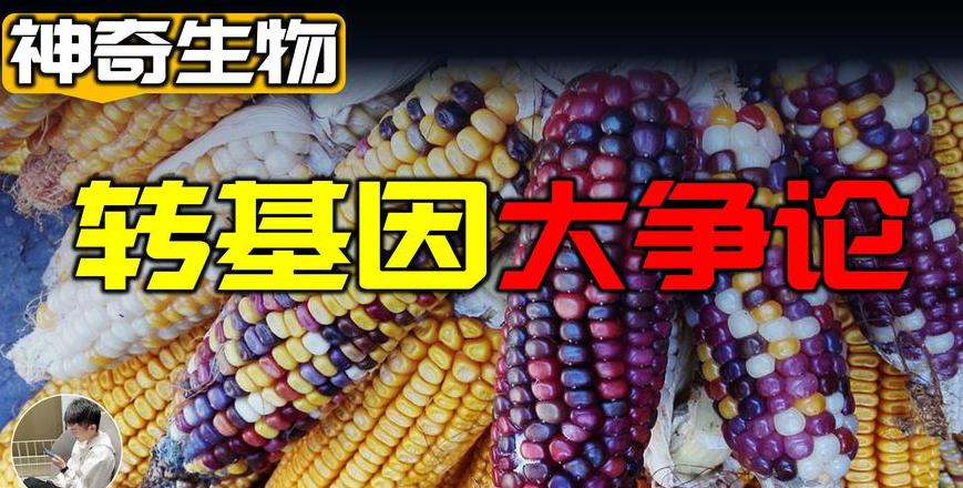黏玉米是转基因的吗