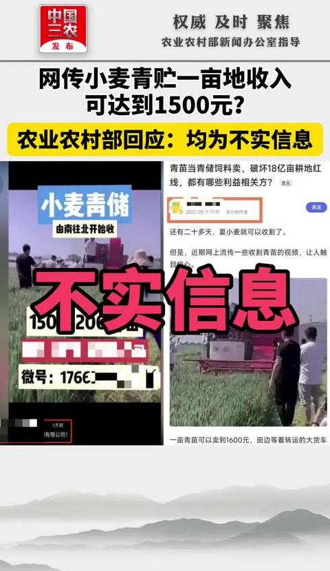 青储麦争议：阴谋论与管控之争，农民真相调查