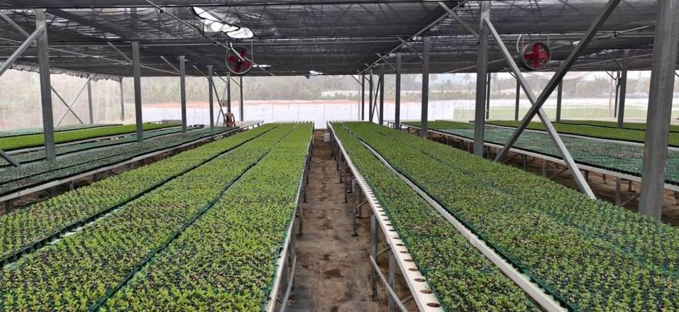 水培蔬菜品种大全及种植利润解析