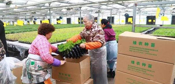 杭州蔬菜研究所科研成果展示与冬春季茄果类蔬菜育苗追肥技巧