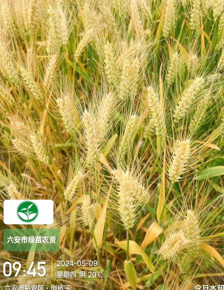 中国十大高产小麦品种盘点