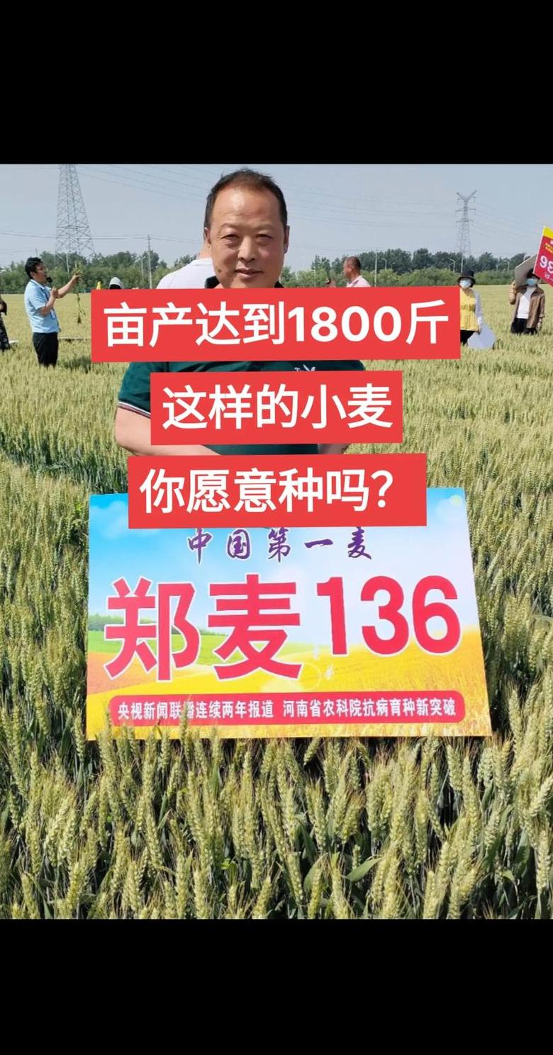 小麦亩产揭秘：品种、区域与管理影响产量