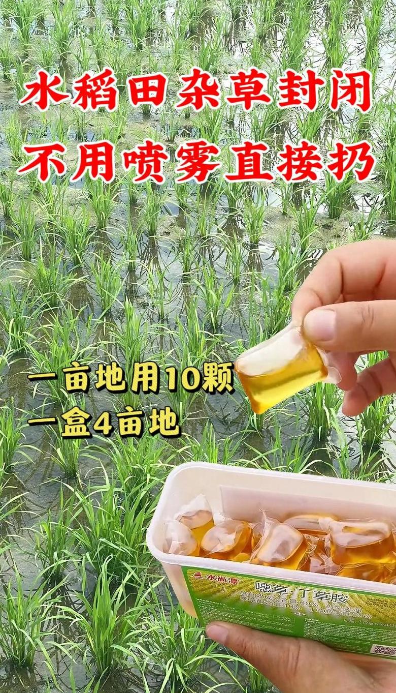水稻封闭除草最新方法