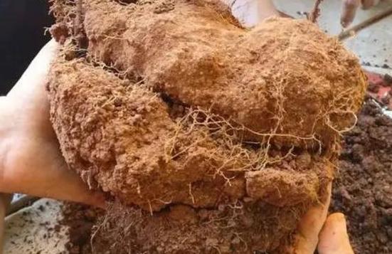 水稻土：形成、价值与保护全解析