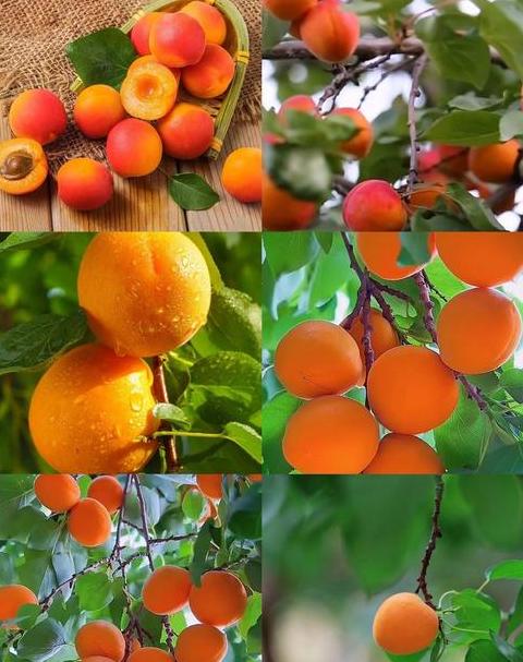 四季可种植蔬菜水果大揭秘