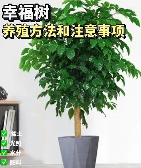 幸福树室内养护全攻略