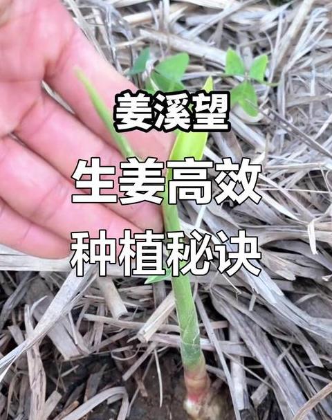 生姜种植过程中要取出母姜吗
