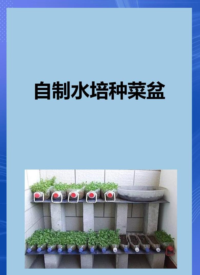 水培蔬菜种植全攻略