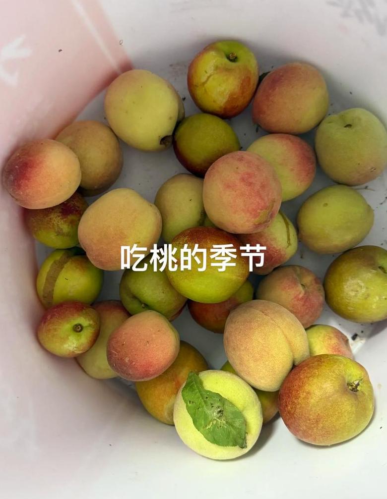 河南都产什么水果