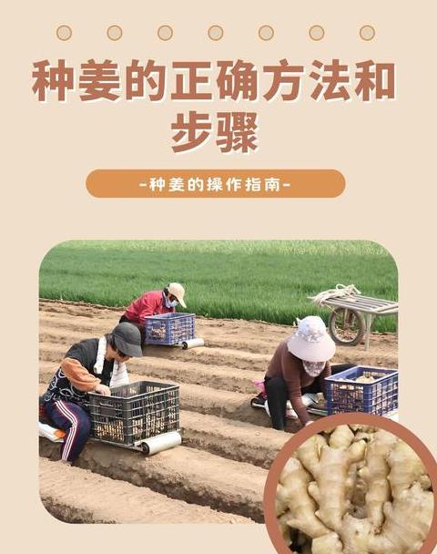 姜种植技巧与适宜时间解析