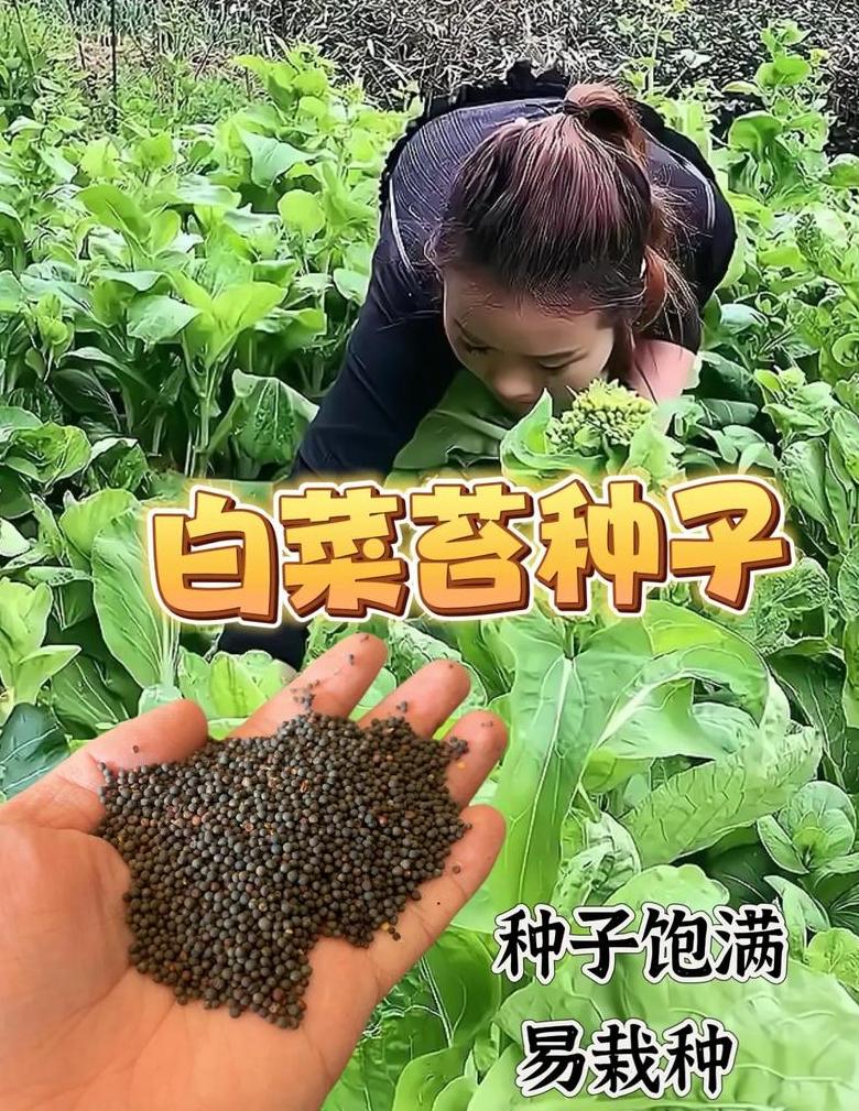 茼蒿种子保留与播种种植技巧