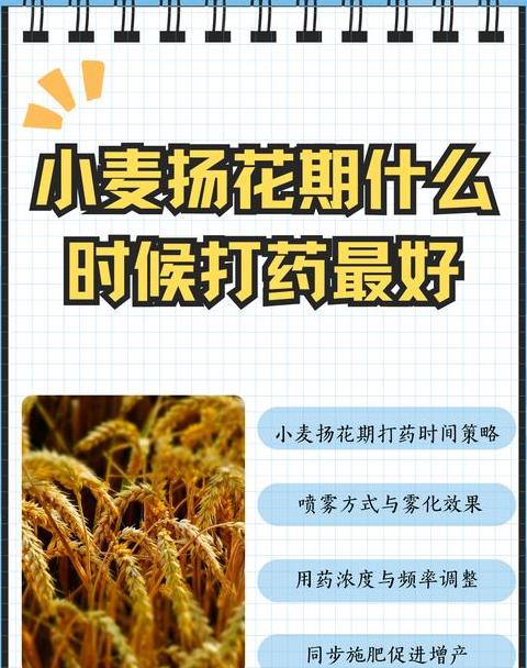 小麦扬花期及管理要点详解