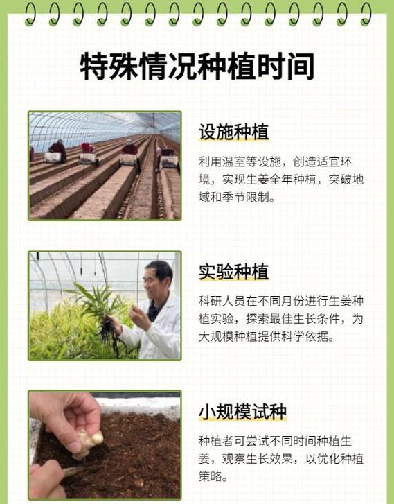 生姜种植最佳时间及方法指南
