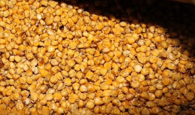 野鸡误食酒精玉米昏迷时间解析