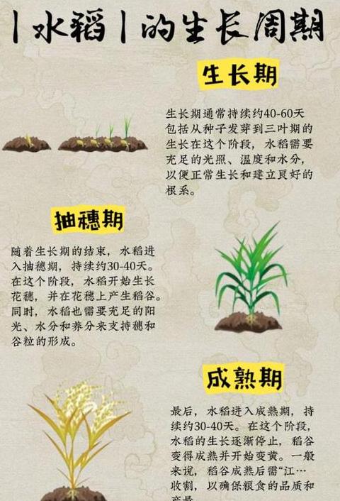 一年两造稻谷种植收获时间表