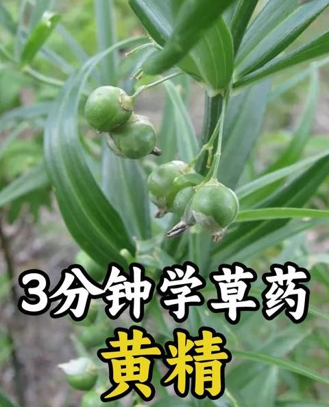 黄精种植时间与种植方法详解