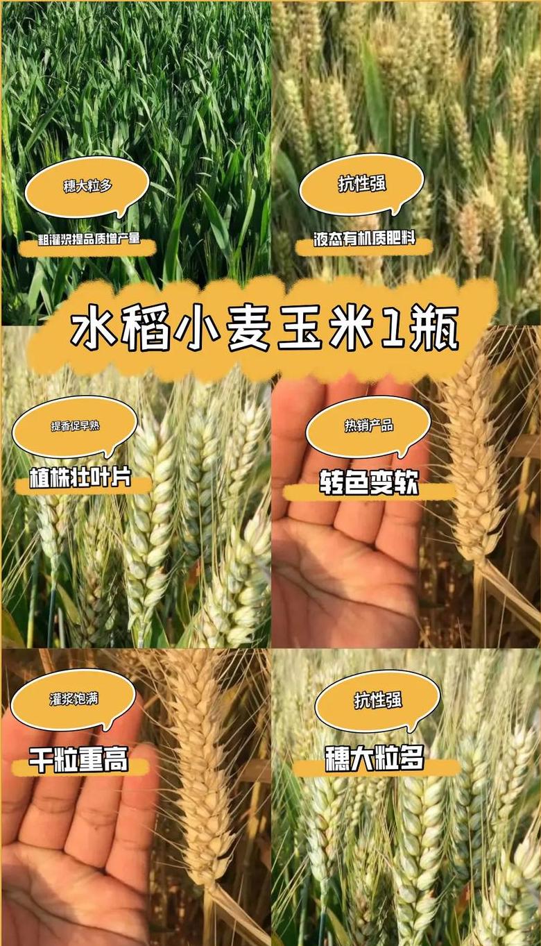 大米vs小麦：深度解析两种谷物差异