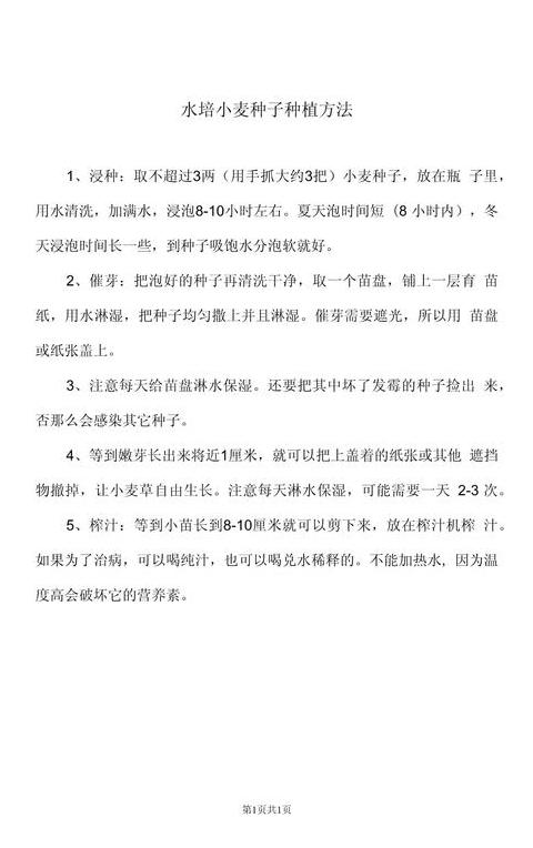 水培小麦种子种植全攻略