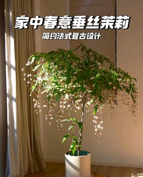 垂丝茉莉养殖全攻略：繁殖与养护要点