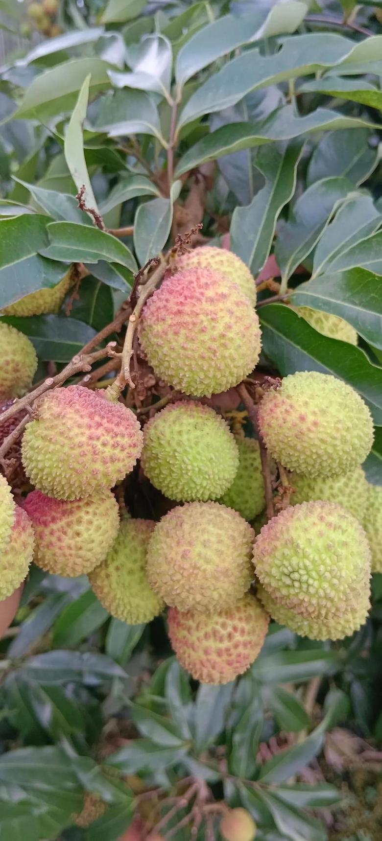 广州特色水果大盘点：荔枝、龙眼、香蕉等水果介绍