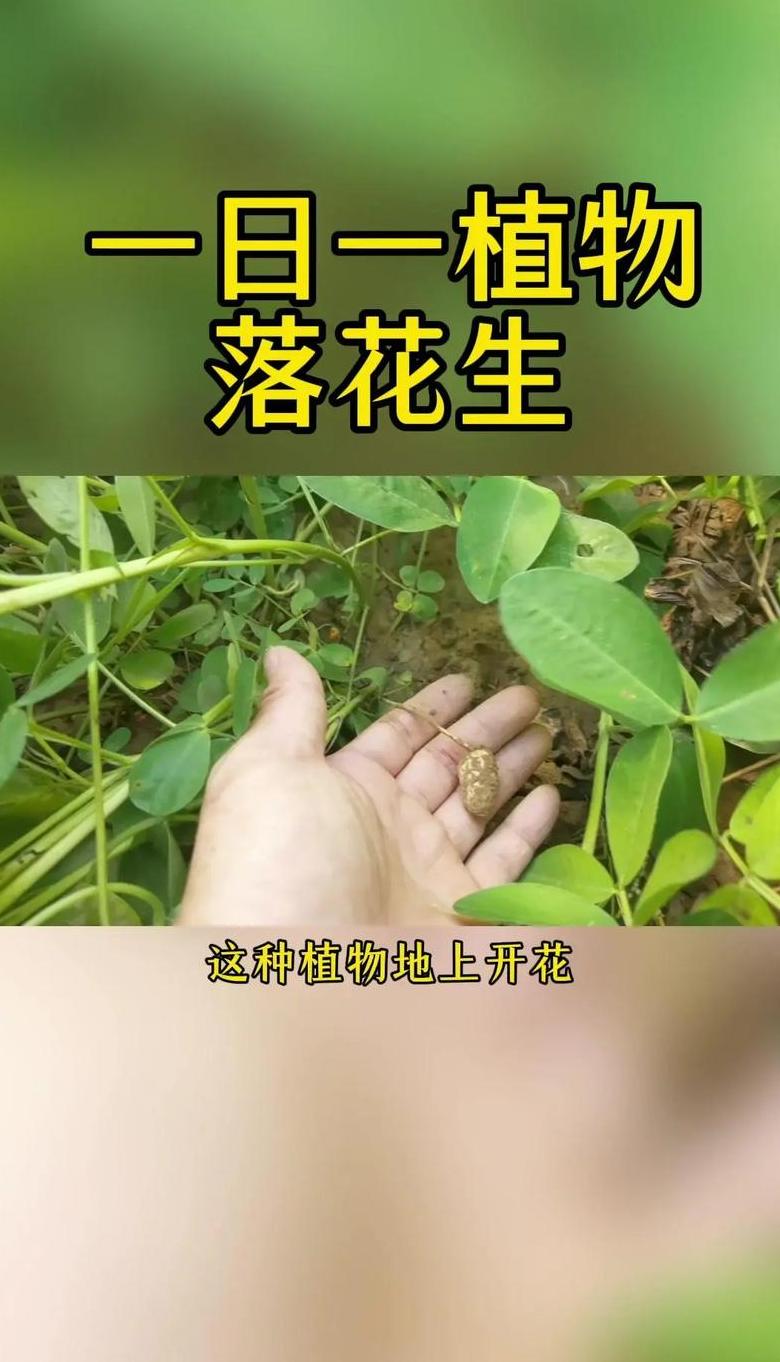 落花生中的播种怎么读(落花生播种的拼音怎么写)