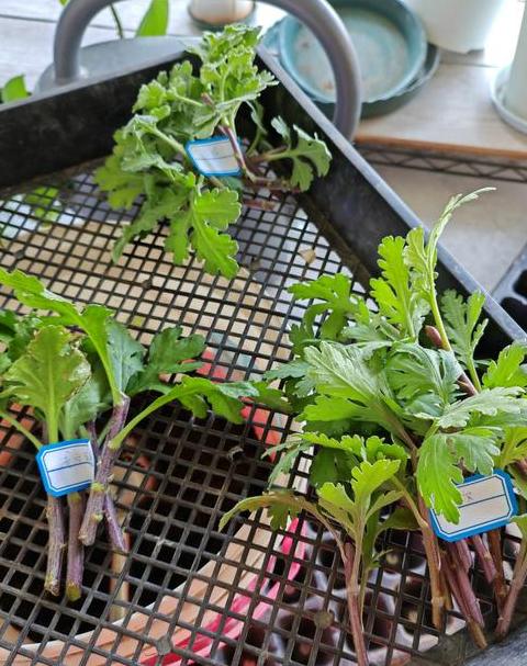 夏季菊花生根快，插条养护全攻略