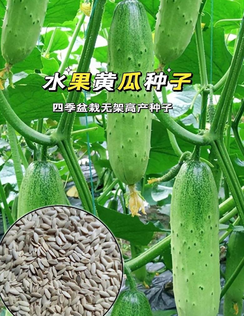 水果萝卜种植技巧与时间选择