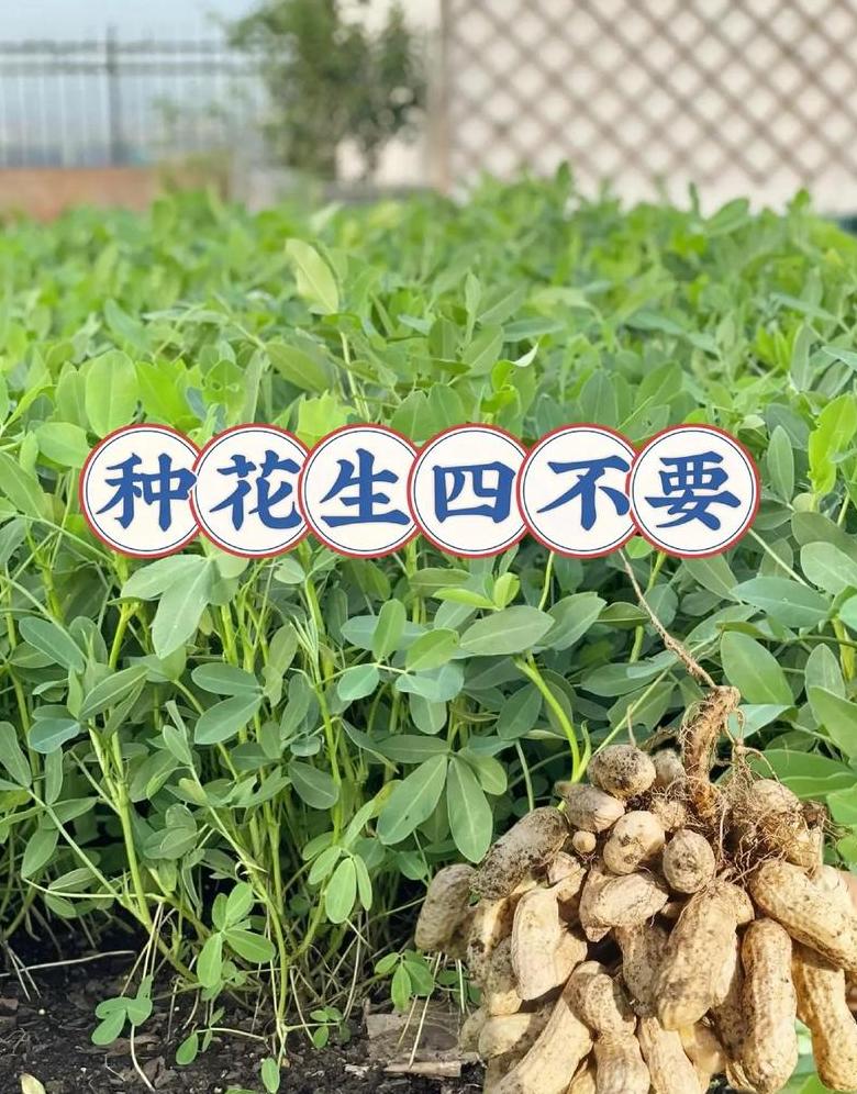 花生种植：泡种还是干种？