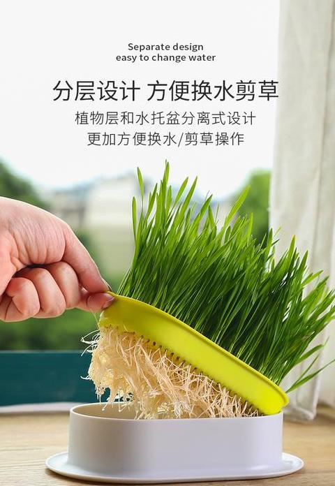 小麦苗为什么叫猫草