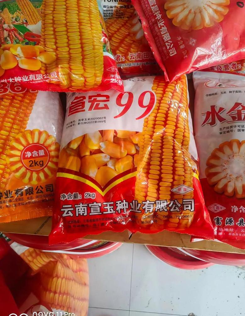 保定玉米种子排名