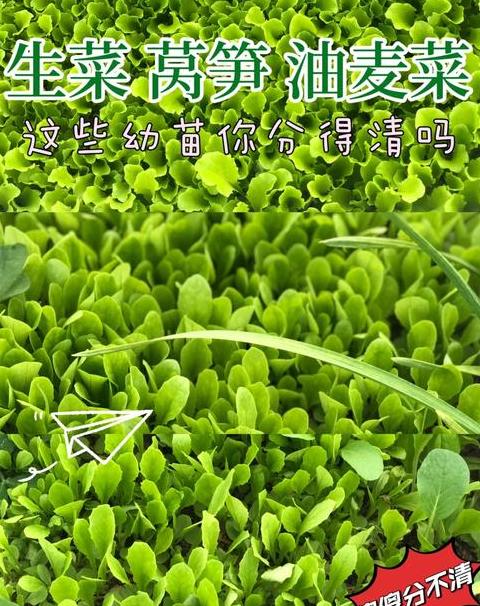 播种读音区分(播种拼音是什么?)