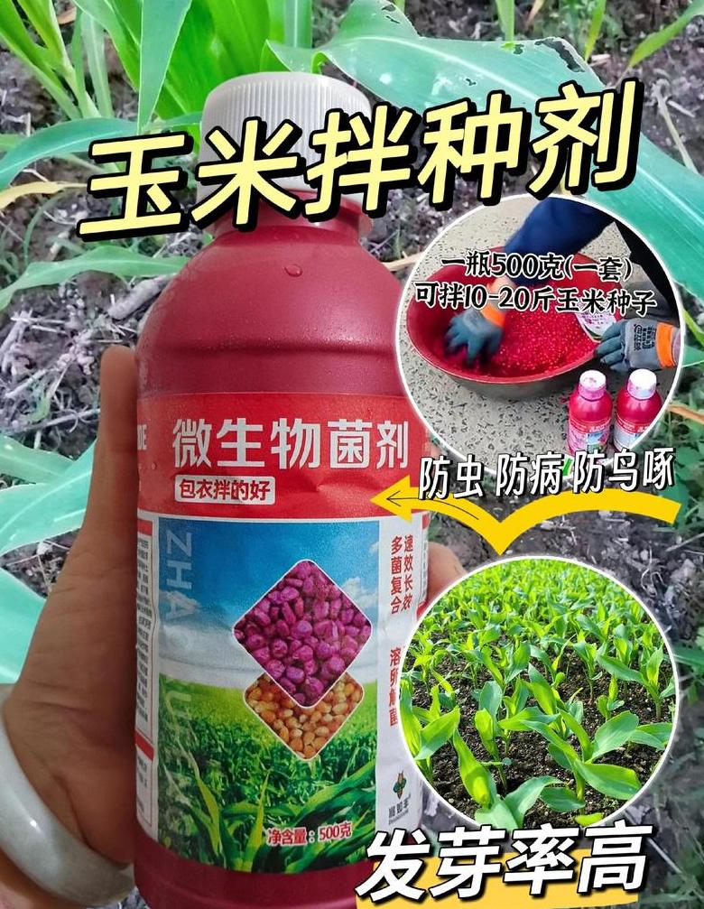 东亚东科301玉米品种评测：高产抗病，种植指南一网打尽