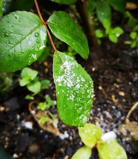 雨天施肥利弊分析