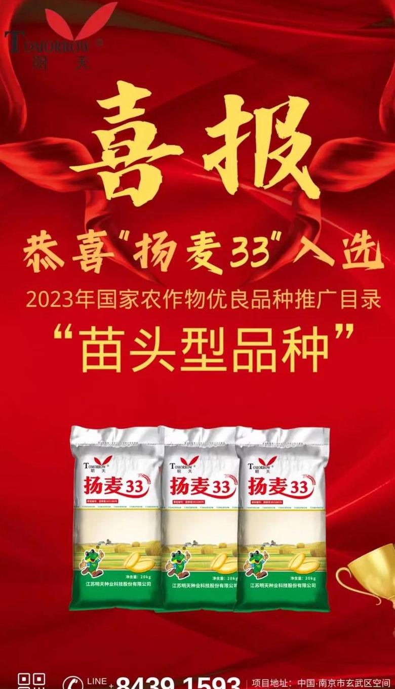 麦种子品种及高产推荐
