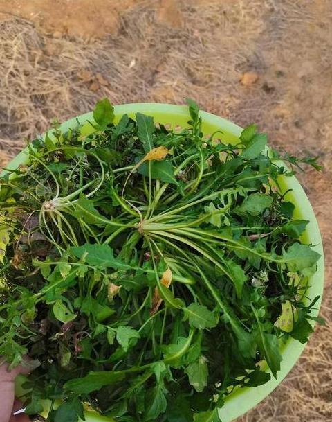 8月当季蔬菜大盘点