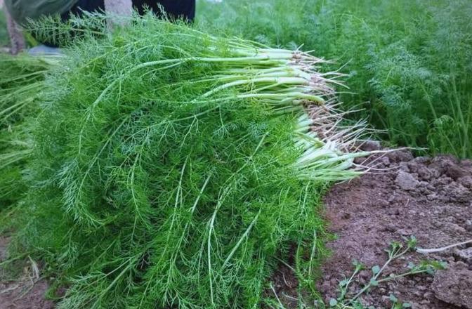 北方3月份种哪些蔬菜