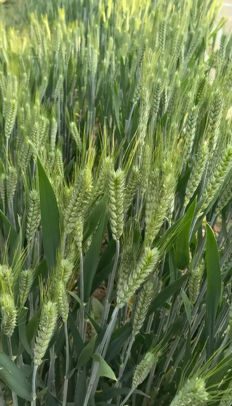 南方小麦种植攻略：气候适应与品种差异解析